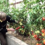 Pravilna njega paradajza nakon sadnje u zemlju
